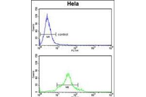 Flow cytometry analysis of Hela cells (bottom histogram) compared to a negative control cell (top histogram). (CDC20 anticorps  (N-Term))