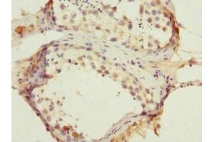 Immunohistochemistry of paraffin-embedded human testis tissue using ABIN7144326 at dilution of 1:100