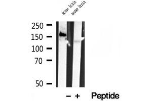 anti-Calmodulin Regulated Spectrin-associated Protein 1-like 1 (CAMSAP1L1) (C-Term) antibody