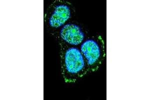 Immunofluorescence (IF) image for anti-Mitogen-Activated Protein Kinase 8 Interacting Protein 1 (MAPK8IP1) antibody (ABIN3004004)