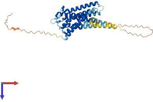 AlphaFold protein structure predicition of Human Recombinant HTR5A Protein, UniprotID P47898