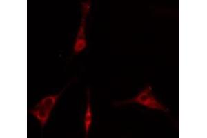 ABIN6275846 staining  293 cells by IF/ICC.