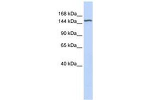 Image no. 1 for anti-Diacylglycerol Kinase, eta (DGKH) (AA 648-697) antibody (ABIN6743389) (DGKH anticorps  (AA 648-697))