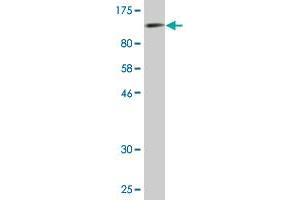Western Blot detection against Immunogen (109.