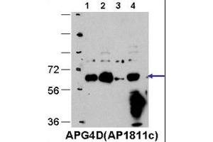 Cos7, HE, MEF, and Hela cells, left to right respectively. (ATG4D anticorps  (C-Term))