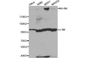 Western blot analysis of extracts of various cell lines, using ABL1 antibody.