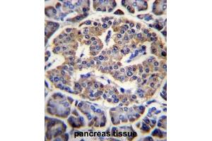 EIF4H Antibody (Center) immunohistochemistry analysis in formalin fixed and paraffin embedded human pancreas tissue followed by peroxidase conjugation of the secondary antibody and DAB staining.