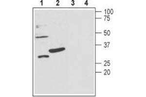 Western blot analysis of mouse brain lysates (lanes 1 and 3) and rat pancreas membranes (lanes 2 and 4): - 1,2.