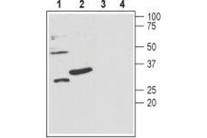 Western blot analysis of mouse brain lysates (lanes 1 and 3) and rat pancreas membranes (lanes 2 and 4): - 1,2. (KCNMB3 anticorps  (Extracellular Loop))