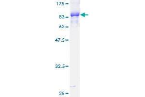 SDS-PAGE (SDS) image for Transcription Factor EB (TFEB) (AA 1-476) protein (GST tag) (ABIN1786750)