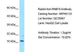 Western Blotting (WB) image for anti-Presequence Translocase-Associated Motor 16 Homolog (PAM16) (C-Term) antibody (ABIN971354) (MAGMAS anticorps  (C-Term))