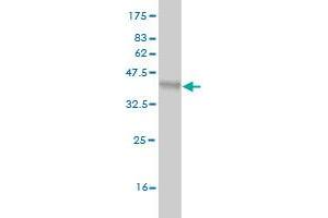 Western Blot detection against Immunogen (36.