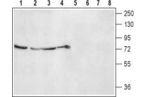 Western blot analysis of rat kidney (lanes 1 and 5), lung (lanes 2 and 6), liver (lanes 3 and 7) lysates and rat skeletal muscle membranes (lanes 4 and 8): - 1-4. (ADRA2B anticorps  (2nd Extracellular Loop, Cys169))