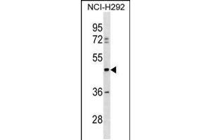 Western blot analysis in NCI-H292 cell line lysates (35ug/lane). (TULP3 anticorps  (C-Term))