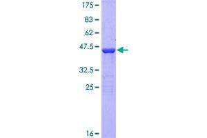 Image no. 1 for Family with Sequence Similarity 107, Member B (FAM107B) (AA 1-131) protein (GST tag) (ABIN1353406)