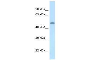 Western Blot showing Tat antibody used at a concentration of 1. (Tat (C-Term) anticorps)