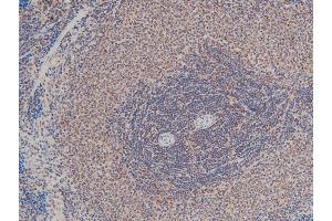 ABIN6267554 at 1/100 staining rat splenic tissue sections by IHC-P.