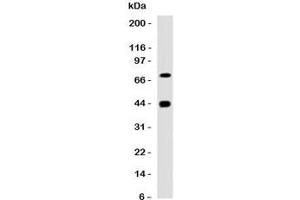 Western blot testing of human skeletal muslce with Muscle Actin antibody. (Actin anticorps)
