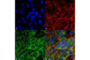Immunocytochemistry/Immunofluorescence analysis using Rabbit Anti-FNIP1 Polyclonal Antibody .