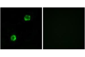 Immunofluorescence (IF) image for anti-Apolipoprotein L, 2 (APOL2) (AA 191-240) antibody (ABIN2890126) (Apolipoprotein L 2 anticorps  (AA 191-240))