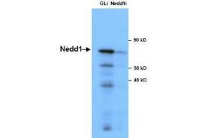 Anti-NEDD1 in Western Blot using  Immunochemicals' Anti-NEDD1 Antibody shows detection of a 73 kDa band corresponding to endogenous NEDD1 in lysates of S phase HeLa cells silenced for either control Luciferase or NEDD1.