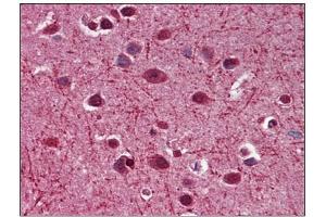 Immunohistochemistry (IHC) image for anti-Myelin Associated Glycoprotein (MAG) (AA 119-209) antibody (ABIN782426)