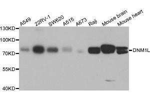 Western blot analysis of extracts of various cell lines, using DNM1L antibody. (Dynamin 1-Like anticorps  (AA 411-710))