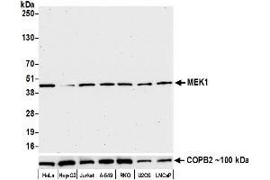 Western Blotting (WB) image for anti-Mitogen-Activated Protein Kinase Kinase 1 (MAP2K1) (AA 343-393) antibody (ABIN7453331)