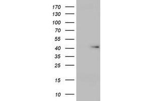 Image no. 1 for anti-Ubiquitin Specific Peptidase 12 (USP12) (AA 61-251) antibody (ABIN1491614) (USP12 anticorps  (AA 61-251))