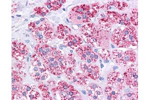 Anti-MDR1 antibody IHC of human adrenal.