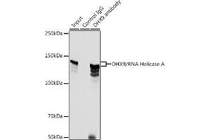 Immunoprecipitation analysis of 500 μg extracts of HeLa cells using 3 μg DHX9/RNA Helicase Aantibody (ABIN7265748).