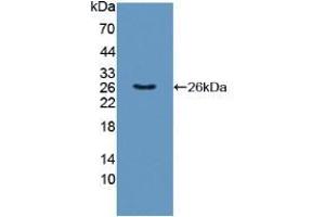 Figure. (TNFSF9 anticorps  (AA 42-253))