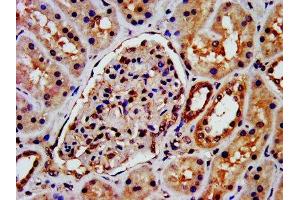 IHC image of ABIN7145444 diluted at 1:300 and staining in paraffin-embedded human kidney tissue performed on a Leica BondTM system.
