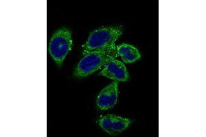 Immunocytochemistry (ICC) image for anti-Calmegin (CLGN) (AA 249-405) antibody (ABIN1843003)