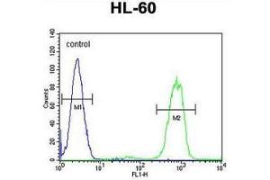 ANKRD40 Antibody (C-term) flow cytometric analysis of HL-60 cells (right histogram) compared to a negative control cell (left histogram). (ANKRD40 anticorps  (C-Term))