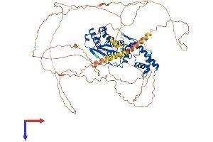 AlphaFold protein structure predicition of Human Recombinant SENP5 Protein, UniprotID Q96HI0