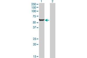Western Blot analysis of GPI expression in transfected 293T cell line by GPI MaxPab polyclonal antibody. (GPI anticorps  (AA 1-558))