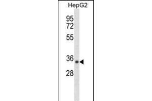 SDR39U1 Antibody (N-term) (ABIN1539594 and ABIN2849801) western blot analysis in HepG2 cell line lysates (35 μg/lane). (SDR39U1 anticorps  (N-Term))