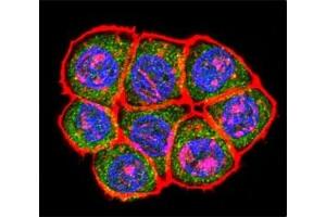 Confocal immunofluorescent analysis of TBP antibody with HeLa cells followed by Alexa Fluor 488-conjugated goat anti-rabbit lgG (green). (TBP anticorps  (AA 301-330))