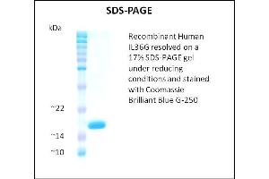 SDS-PAGE (SDS) image for Interleukin 1 Family Member 9 (IL1F9) (Active) protein (ABIN5509520)