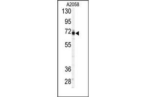 Image no. 1 for anti-3'-phosphoadenosine 5'-phosphosulfate Synthase 1 (PAPSS1) (C-Term) antibody (ABIN357814) (PAPSS1 anticorps  (C-Term))