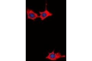 Immunofluorescent analysis of GRB10 staining in HepG2 cells.