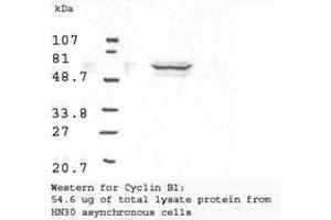 Western blot analysis using  Anti-Cyclin B1 antibody shows detection of human Cyclin B1 present in asynchronous HN30 cell lysates. (Cyclin B1 anticorps)