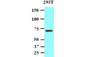 Western Blotting (WB) image for anti-Protein Phosphatase, Mg2+/Mn2+ Dependent, 1G (PPM1G) (AA 317-546) antibody (ABIN306467)