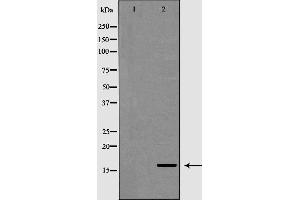Western blot analysis of extracts of mouse heart, using POLR2D antibody. (POLR2D anticorps  (N-Term))