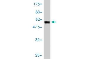 Western Blot detection against Immunogen (48.