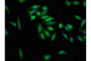 Immunofluorescence staining of Hela cells with ABIN7157558 at 1:100, counter-stained with DAPI. (KSR2 anticorps  (AA 159-296))