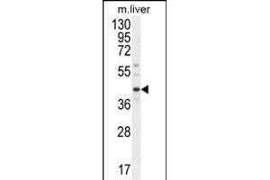 DNAJC11 Antibody (N-term) (ABIN654437 and ABIN2844172) western blot analysis in mouse liver tissue lysates (35 μg/lane). (DNAJC11 anticorps  (N-Term))
