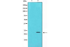 Western blot analysis on HepG2 cell lysate using Bax Antibody,The lane on the left is treated with the antigen-specific peptide. (BAX anticorps  (Internal Region))