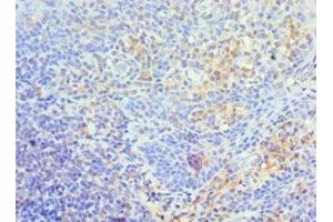 Immunohistochemistry of paraffin-embedded human tonsil tissue using ABIN7172210 at dilution of 1:100 (TFPI2 anticorps  (AA 23-235))